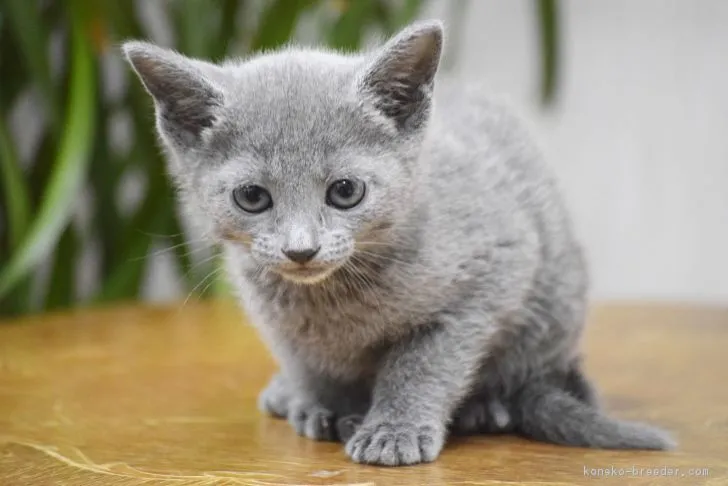 D.Rin 様のお迎えした子猫