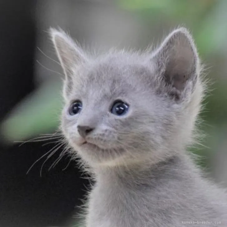 ID:2209-01443の子猫