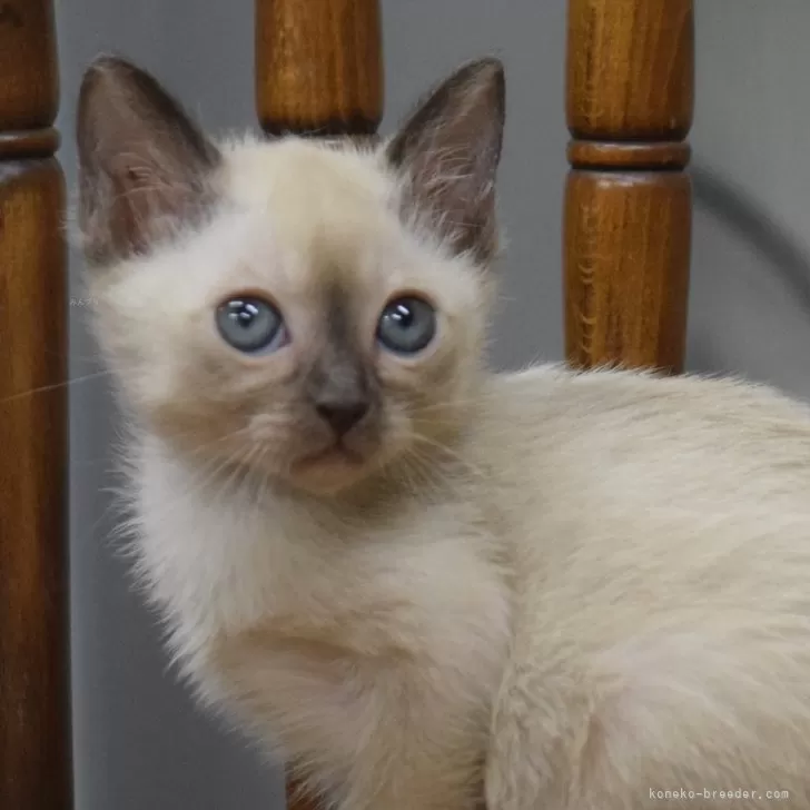ID:2402-00791の子猫