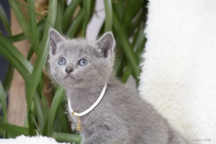 m.y 様のお迎えした子猫