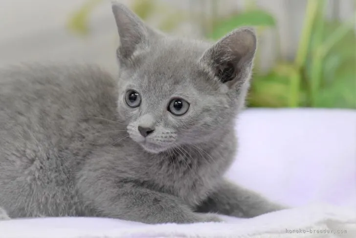 ID:2112-01967の子猫