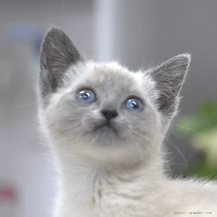 ID:2403-02017の子猫