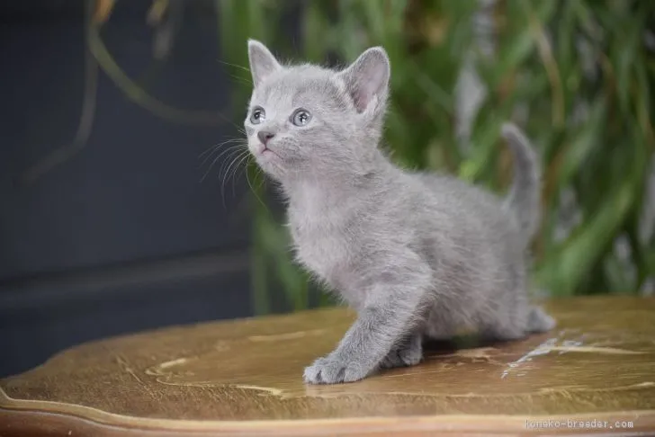 ID:1911-01355の子猫