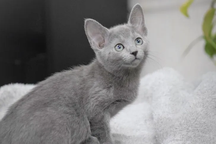 ビックシオ 様のお迎えした子猫