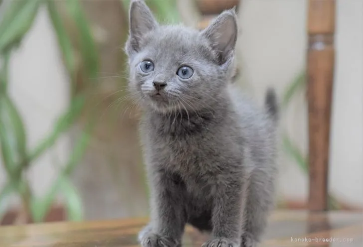 K.S 様のお迎えした子猫