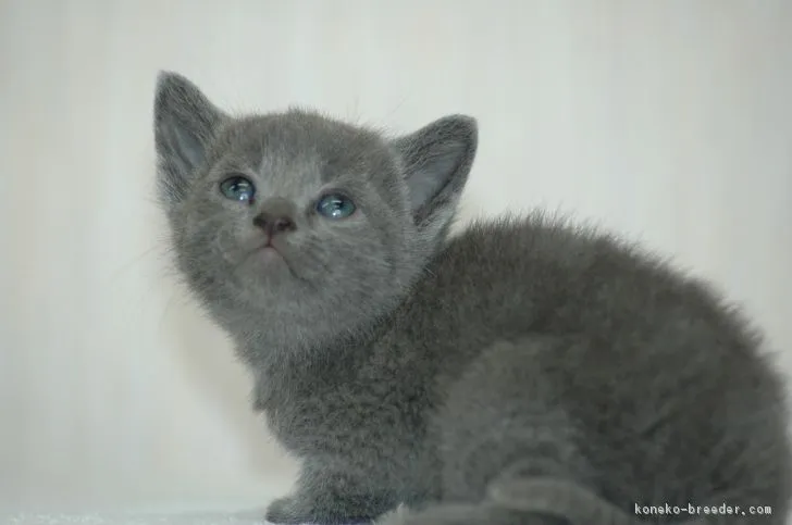 ID：1612-00847の子猫