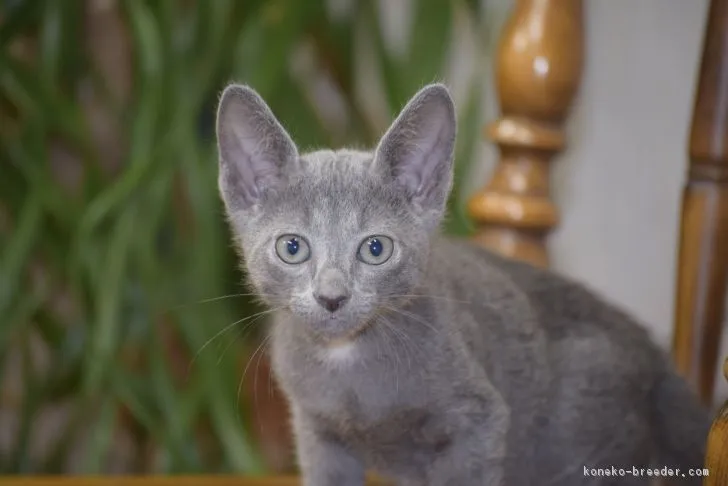 ID：1808-01674の子猫