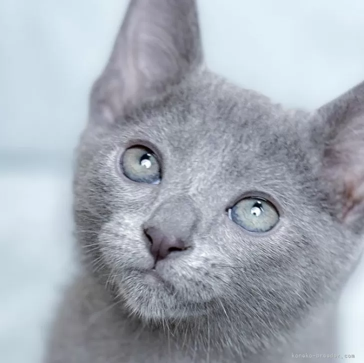 ID:2406-01088の子猫