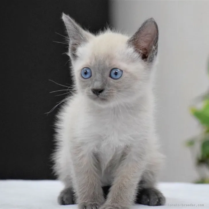 ID:2306-02185の子猫