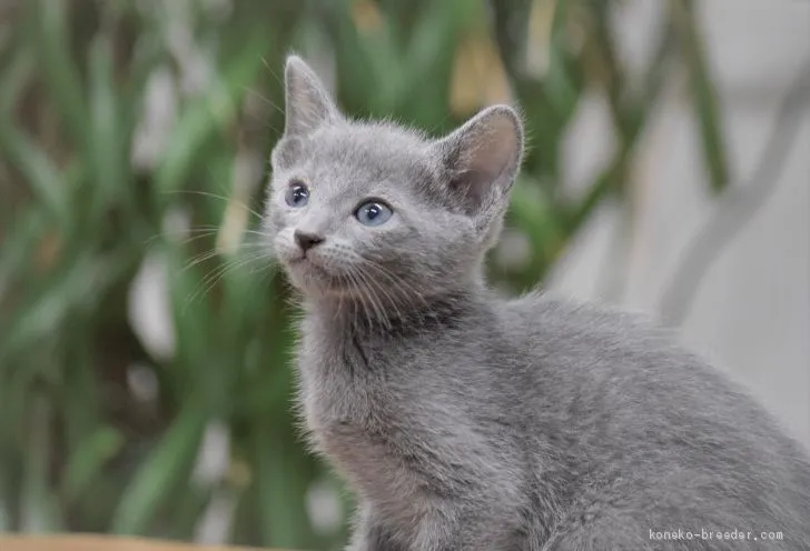 ID:2006-00171の子猫
