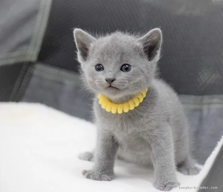 南無 南無 あき 様のお迎えした子猫