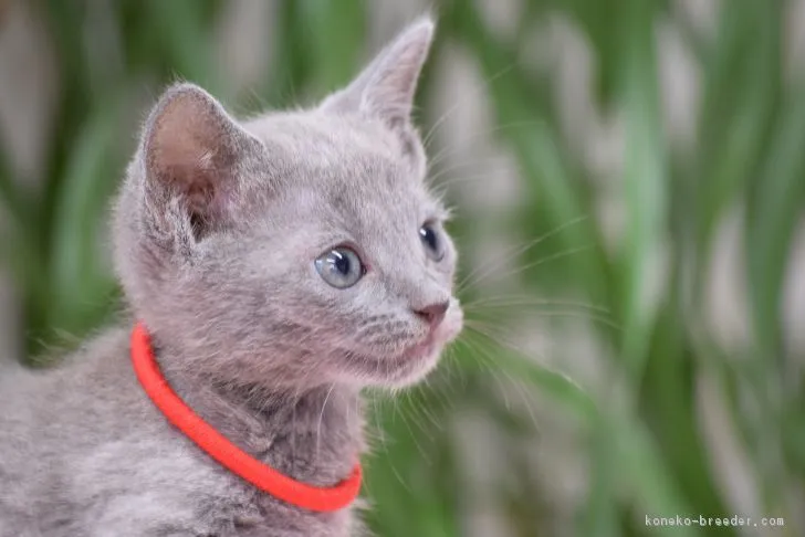 なかちゃん 様のお迎えした子猫