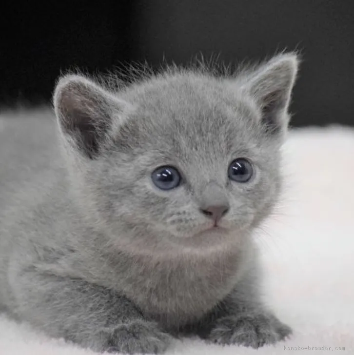 ID:2303-02087の子猫
