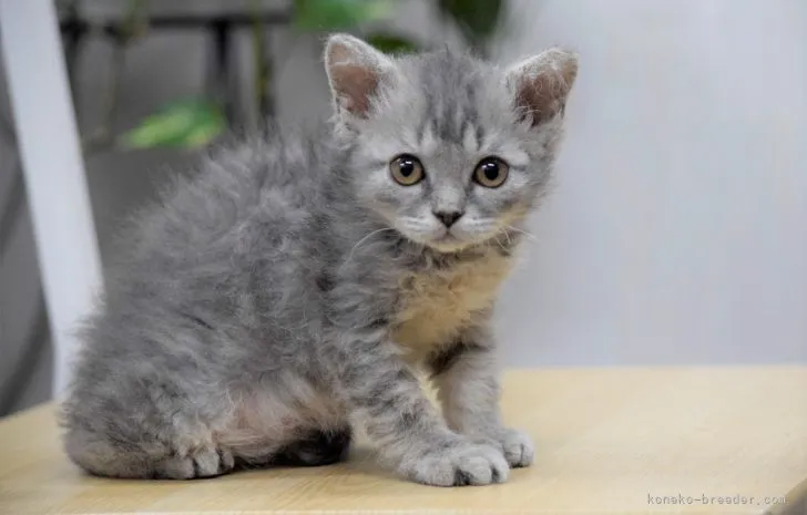 ID：2105-01183の子猫