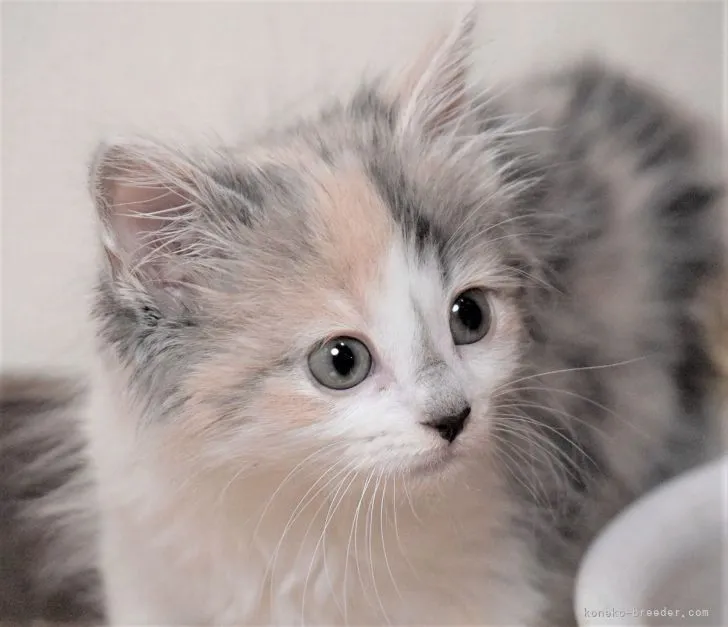 ID:2104-01853の子猫