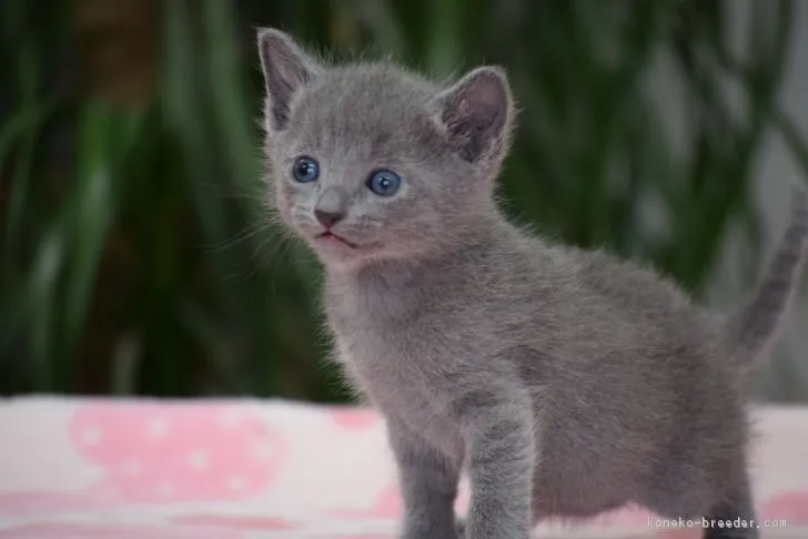 ID:1705-00733の子猫