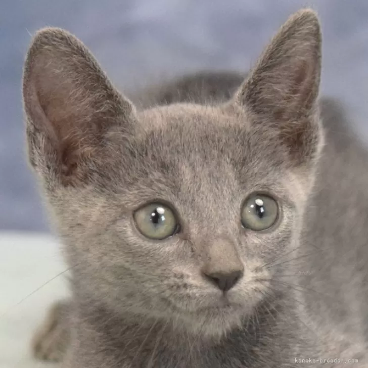 K.Y 様のお迎えした子猫