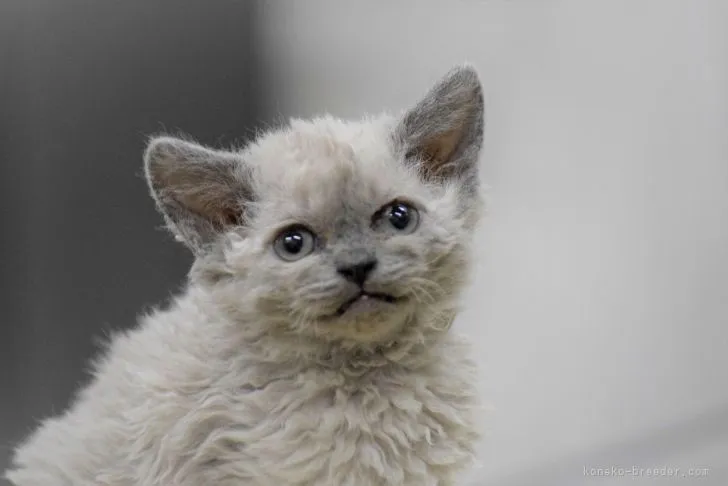 ID:2201-00027の子猫
