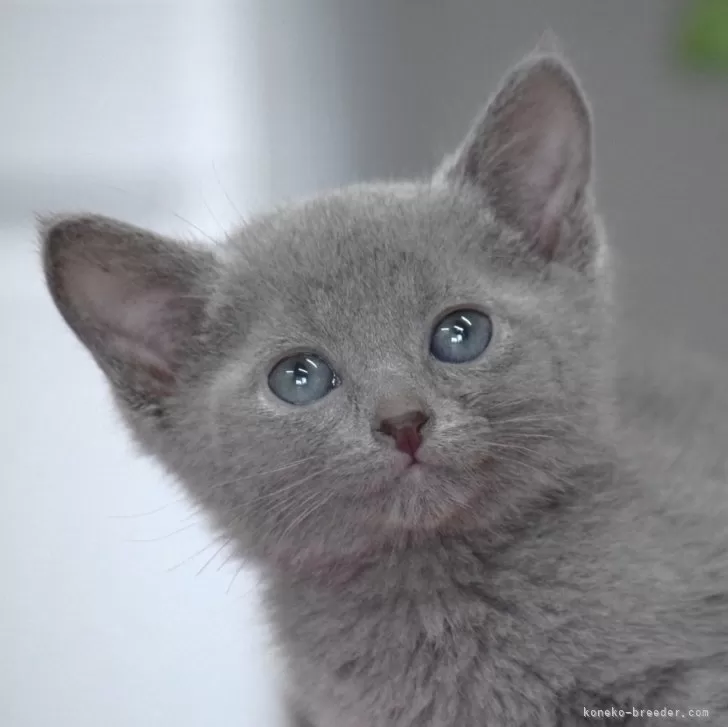 ID:2405-03807の子猫