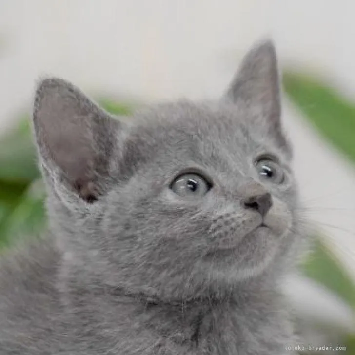 ID:2211-00191の子猫