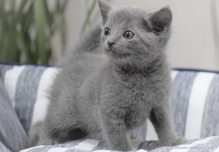 ID:2104-00849の子猫