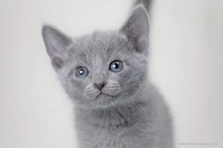 しまりす 様のお迎えした子猫