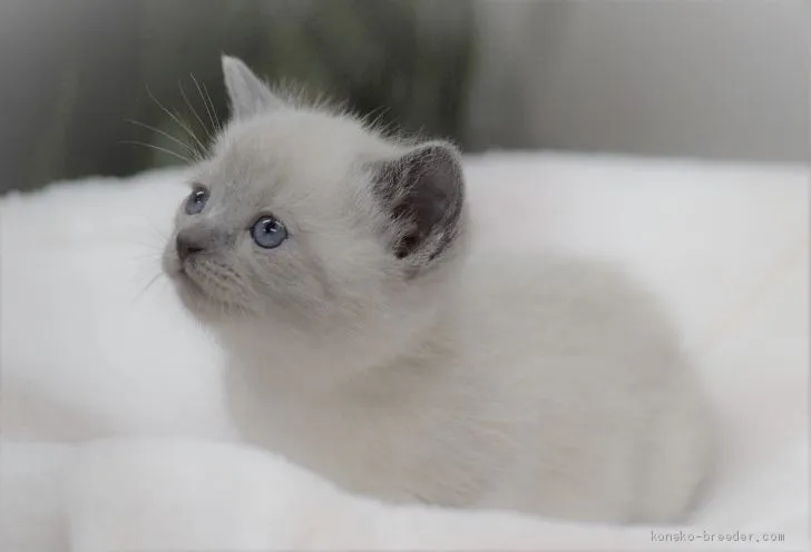 ヒロちゃん 様のお迎えした子猫