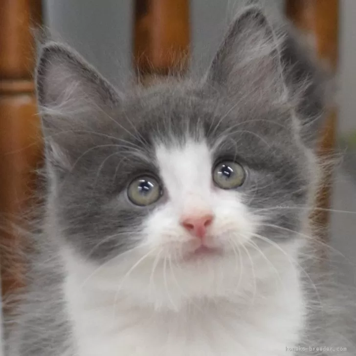 ID:2408-00870の子猫