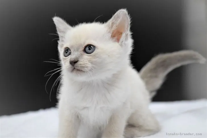 ID:2111-01305の子猫