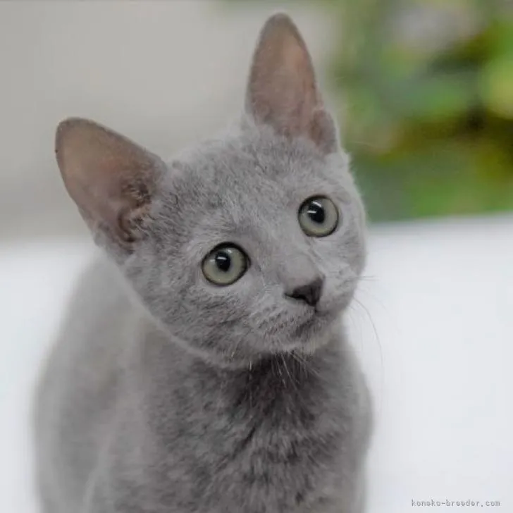 ID:2210-02057の子猫
