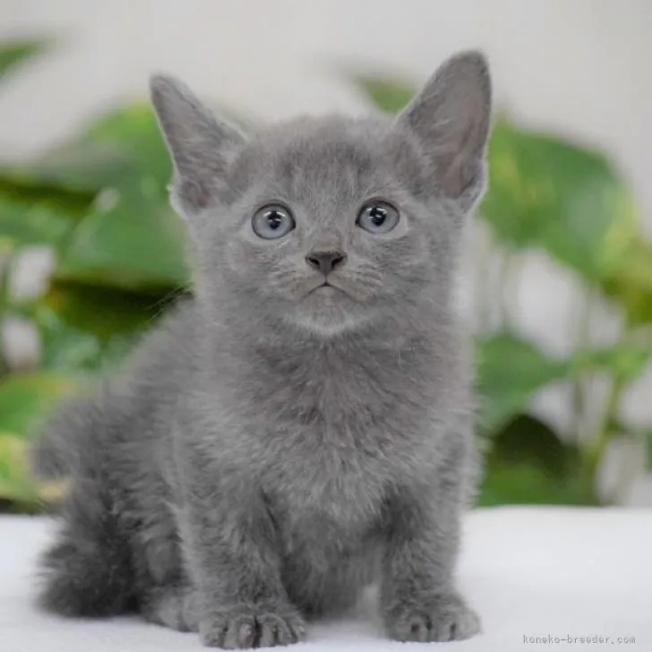 ID:2211-00192の子猫