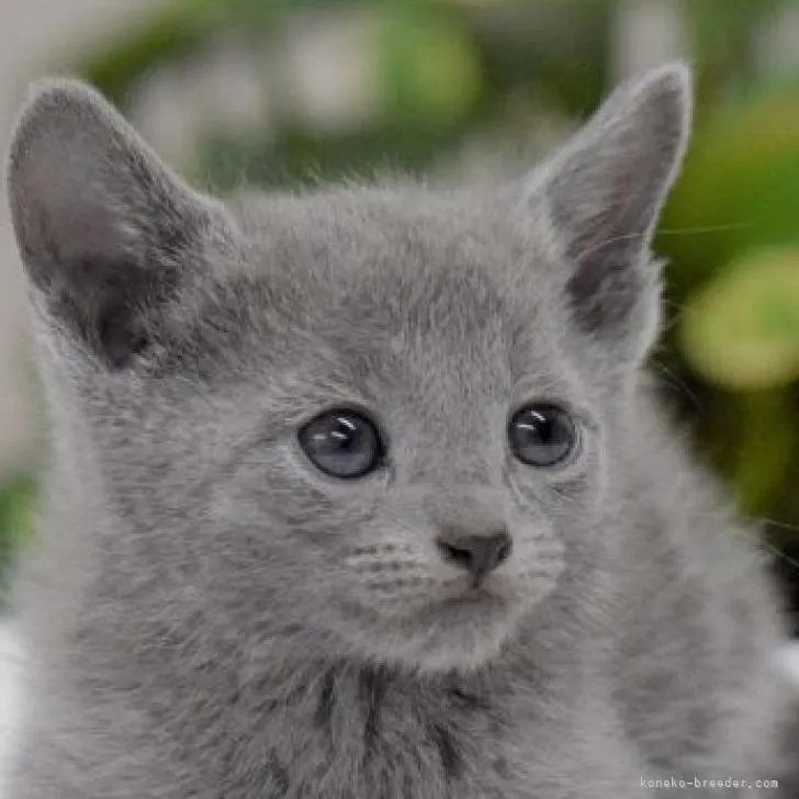 ID:2211-01149の子猫