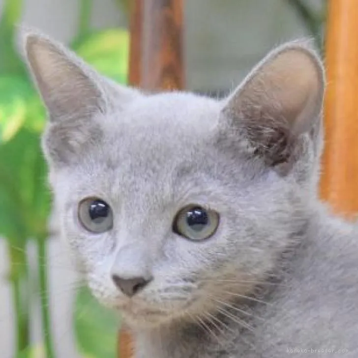ID:2207-01450の子猫