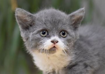 セルカークレックス【大阪府・女の子・2020年11月11日・ブルータビー&ホワイト（ロング・巻毛）】の写真「パパはACFA(アメリカ)チャンピオン♬」