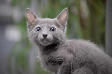 ロシアンブルー【大阪府・男の子・2020年6月15日・ブルー（ショート・ダブルコート）】の写真「甘えたさんで可愛い僕だよ♬」