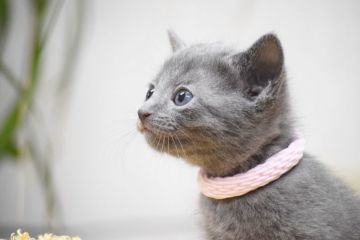 ロシアンブルー【大阪府・女の子・2018年12月20日・ブルー（ショート(ダブルコート)）】の写真「パパはACFA(アメリカ)チャンピオンだよ♪」