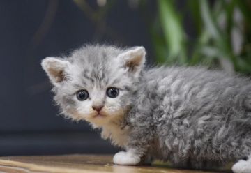 セルカークレックス【大阪府・男の子・2019年10月31日・ブルーマッカレルタビー&ホワイト（ロング(カール)巻毛）】の写真「パパはACFA(アメリカ)チャンピオン」