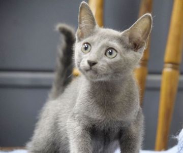 ロシアンブルー【大阪府・男の子・2019年4月22日・ブルー（ショート・ダブルコート）】の写真「ロシアンブルーらしくスマートな体型だよ」