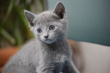 ロシアンブルー【大阪府・女の子・2018年3月9日・ブルー（ショート(ダブルコート））】の写真「パパはACFA(アメリカ）チャンピオン」
