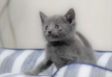 ロシアンブルー【大阪府・男の子・2021年2月11日・ブルー（ショート・ダブルコート）】の写真「可愛いかわいいハンサム坊や💜」