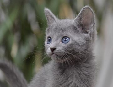 ロシアンブルー【大阪府・男の子・2020年5月5日・ブルー（ショート・ダブルコート）】の写真「パパは(ACFA)アメリカチャンピオンだよ♬」