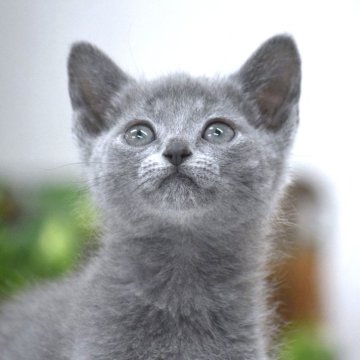 ロシアンブルー【大阪府・男の子・2024年1月24日・ブルー（ショート・ダブルコート）】の写真「最高だねこのお顔！もちろん性格も抜群だよ💕」