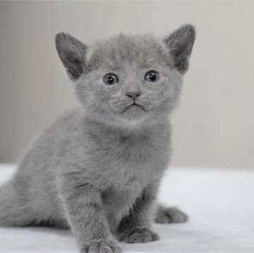 ロシアンブルー【大阪府・男の子・2023年3月12日・ブルー（ショート・ダブルコート）】の写真「最高だねこのお顔！もちろん性格も抜群だよ💕」