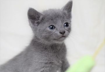 ロシアンブルー【大阪府・男の子・2020年10月5日・ブルー（ショート・ダブルコート）】の写真「僕ら人間大好きだよ💗」