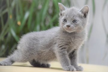 ロシアンブルー【大阪府・男の子・2020年7月2日・ブルー（ショート・ダブルコート）】の写真「💛両親ACFA(アメリカ)チャンピオン💛」