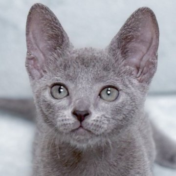 ロシアンブルー【大阪府・男の子・2024年3月31日・ブルー（ショート・ダブルコート）】の写真「最高だねこのお顔！もちろん性格も抜群だよ💕」