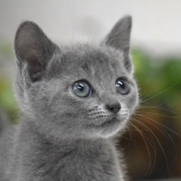 ロシアンブルー【大阪府・女の子・2024年1月24日・ブルー（ショート・ダブルコート）】の写真「最高だねこのお顔！もちろん性格も抜群だよ💕」