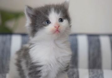 ノルウェージャンフォレストキャット【大阪府・男の子・2021年3月25日・ブルー&ホワイト（ロング）】の写真「毛量も多く、バランスの取れたハンサム君💕」