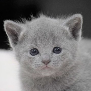 ロシアンブルー【大阪府・女の子・2023年2月22日・ブルー（ショート・ダブルコート）】の写真「最高だねこのお顔！もちろん性格も抜群だよ💕」