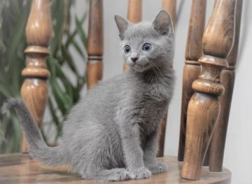 ロシアンブルー【大阪府・女の子・2020年9月20日・ブルー（ショート・ダブルコート）】の写真「小ぶりだけれど活発な乙女ちゃん💙」